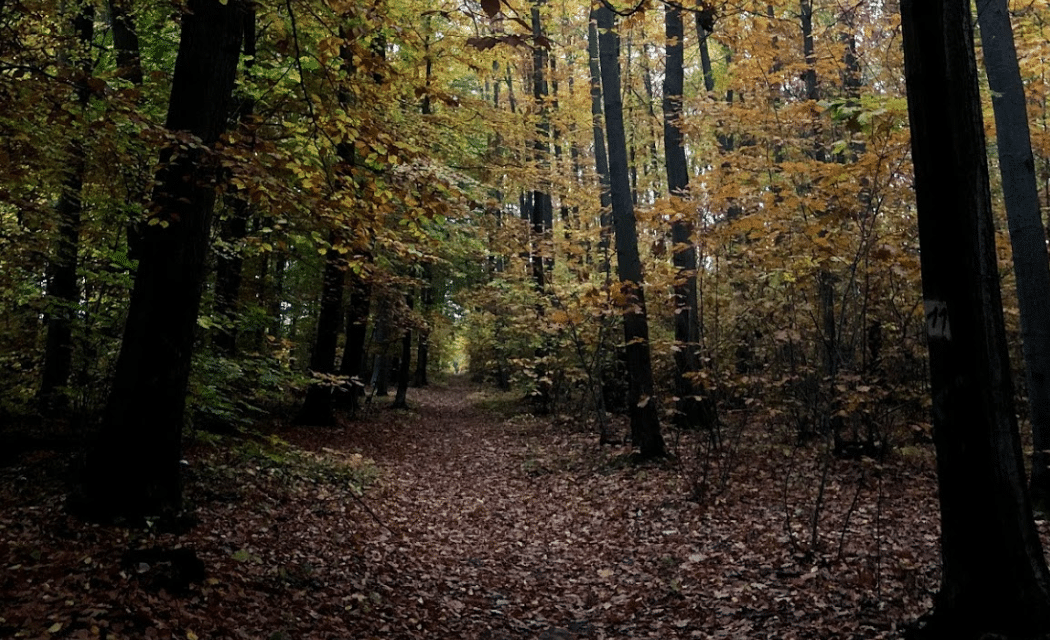 Waldparkplatz Wüstenbrand