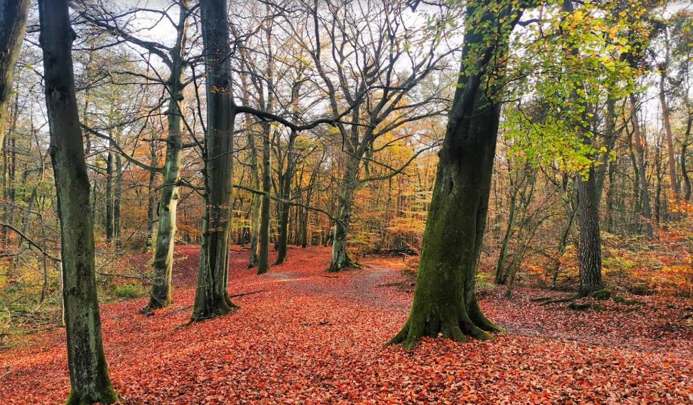 Hiesfelder Wald