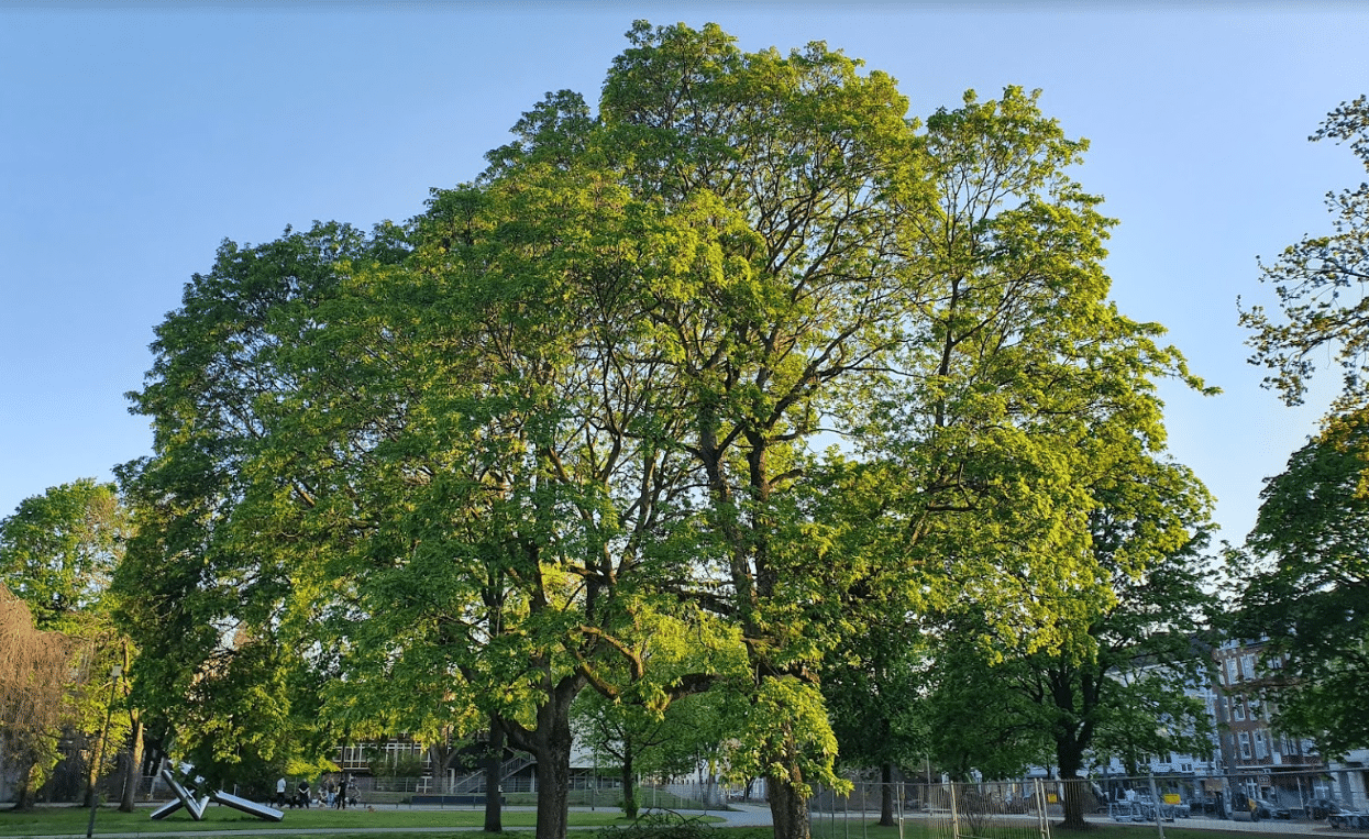 Immanuel-Kant-Park