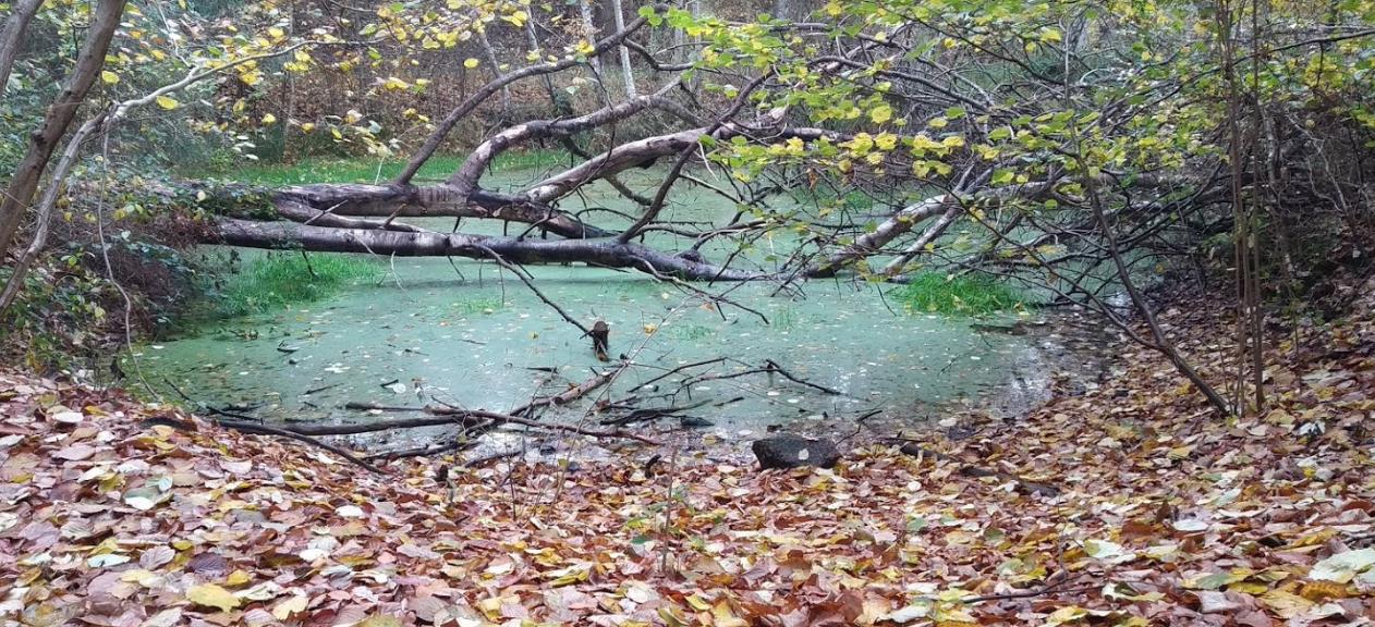 Mecklenheider Forst Wald