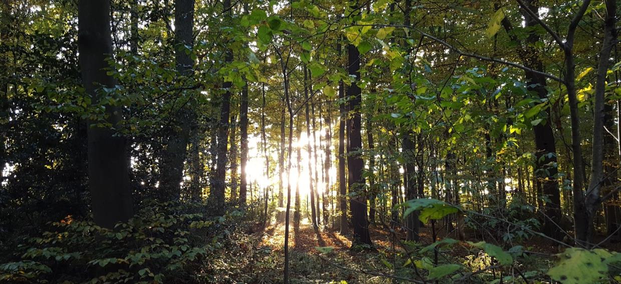 Rheinbacher Wald