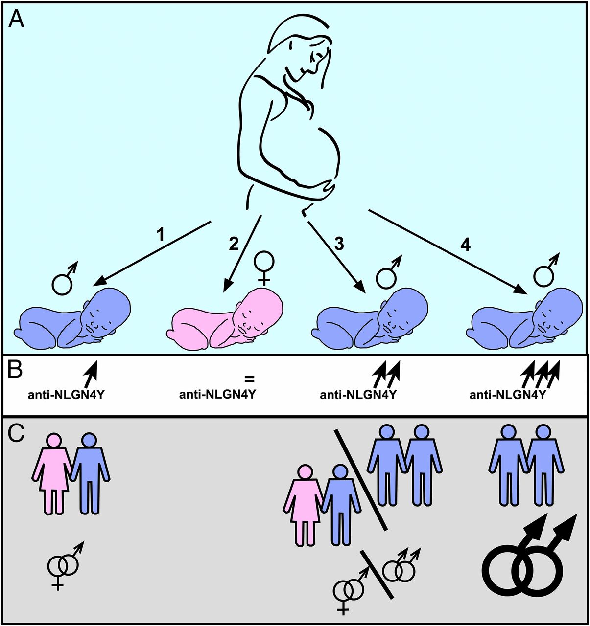 Der Fraternal Birth Order Effect