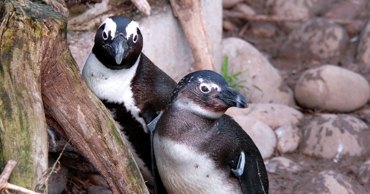 Schwules Pinguinpaar bekommt ein Baby