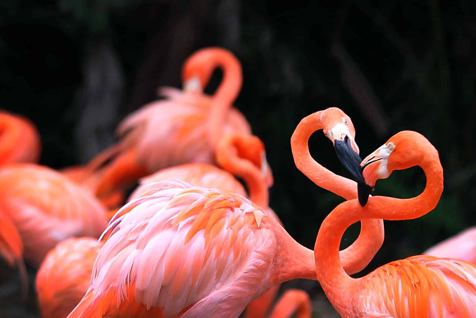 Schwule Flamingos bekommen ein Baby